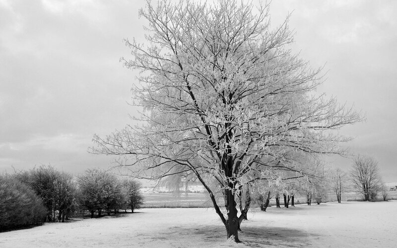Frost-covered tree in winter