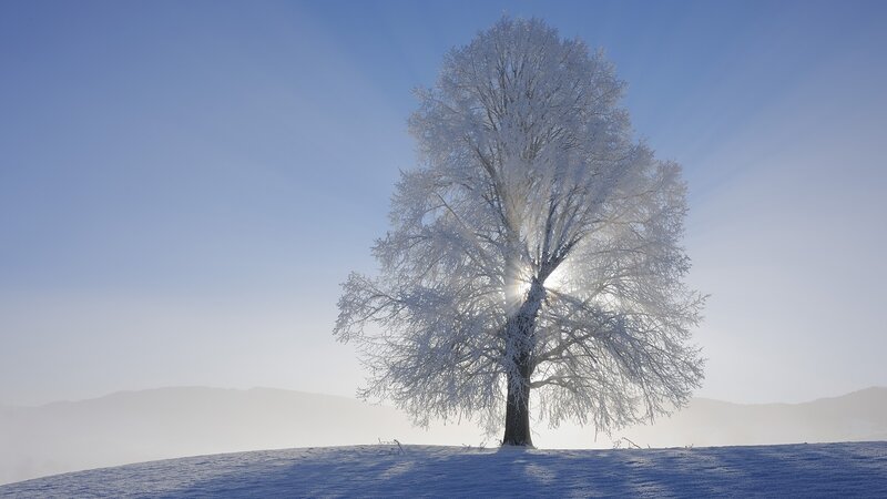 Frost-covered tree in winter