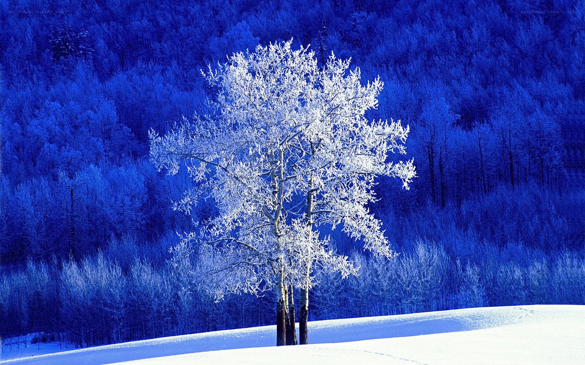 Frost-covered tree in winter