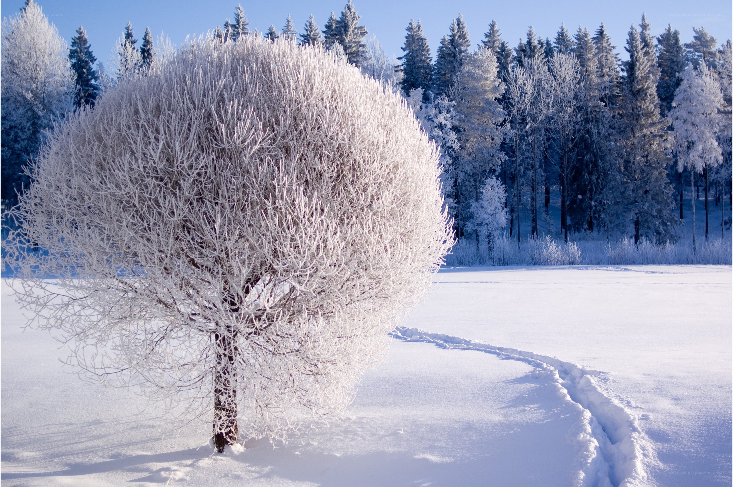 Frost-covered tree in winter