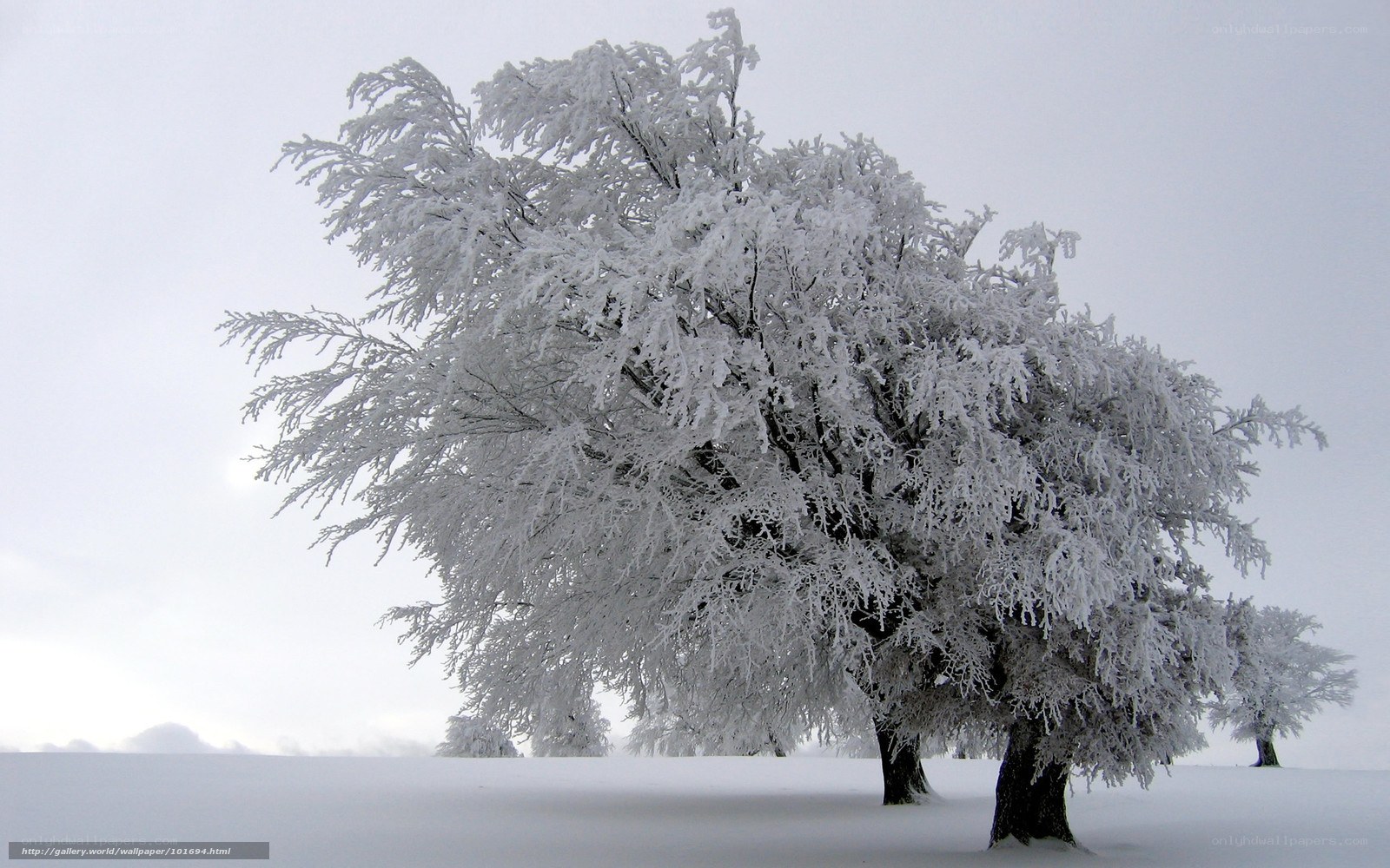 Frost-covered tree in winter
