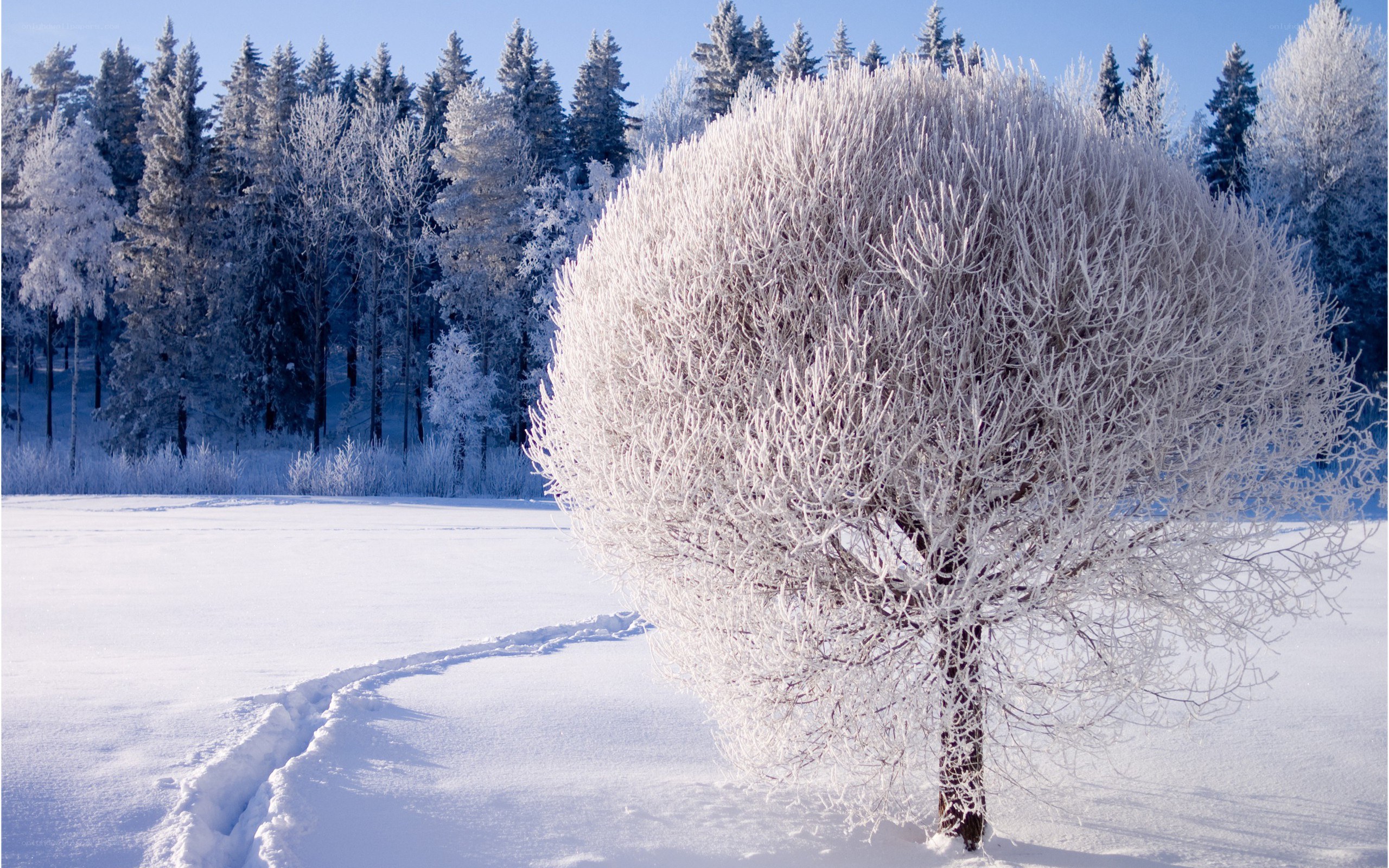 Frost-covered tree in winter