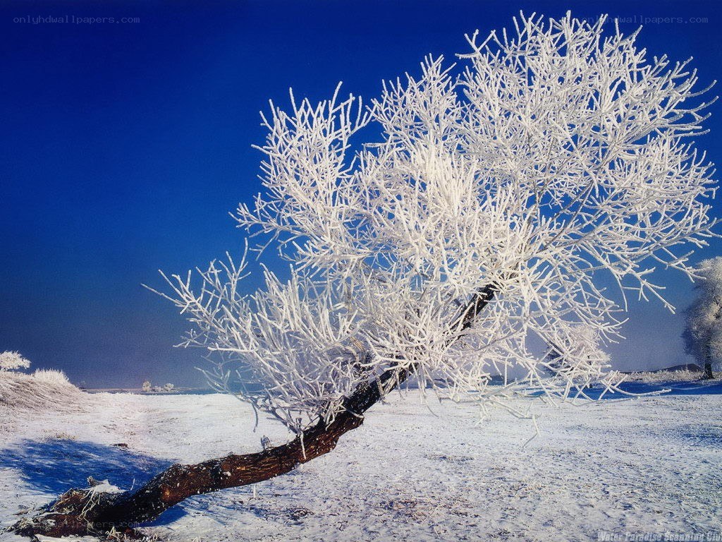 Frost-covered tree in winter