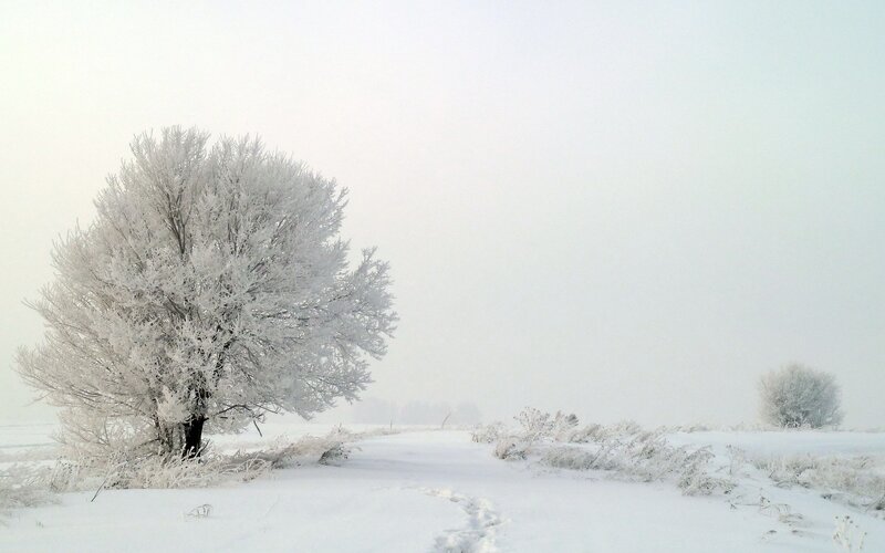frost-covered tree in winter