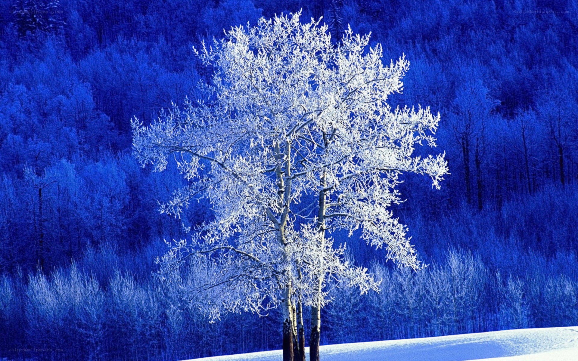 Frost-covered tree in winter