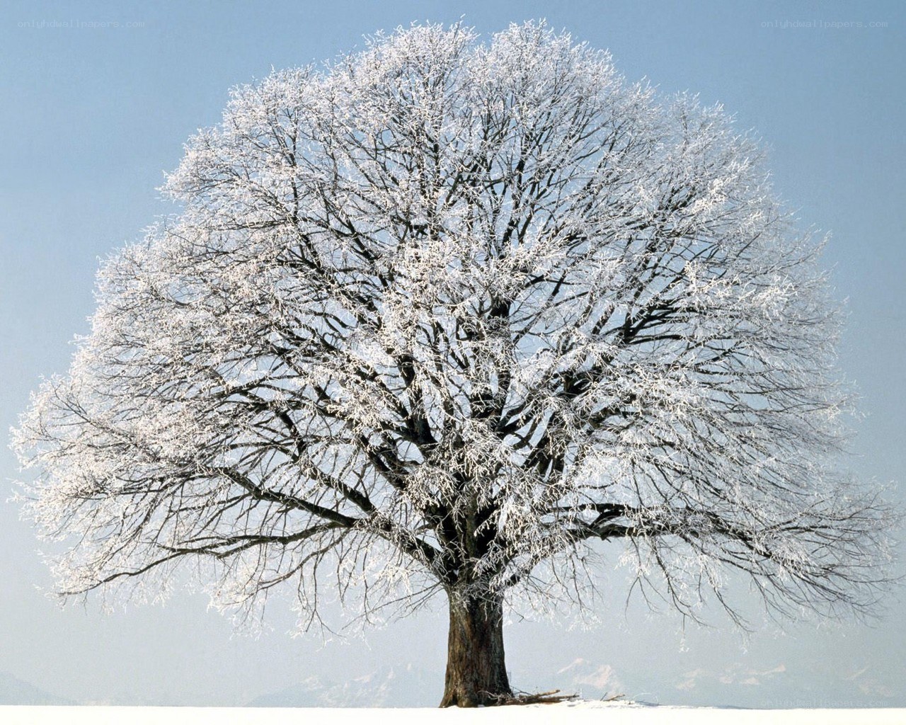 Frost-covered tree in winter