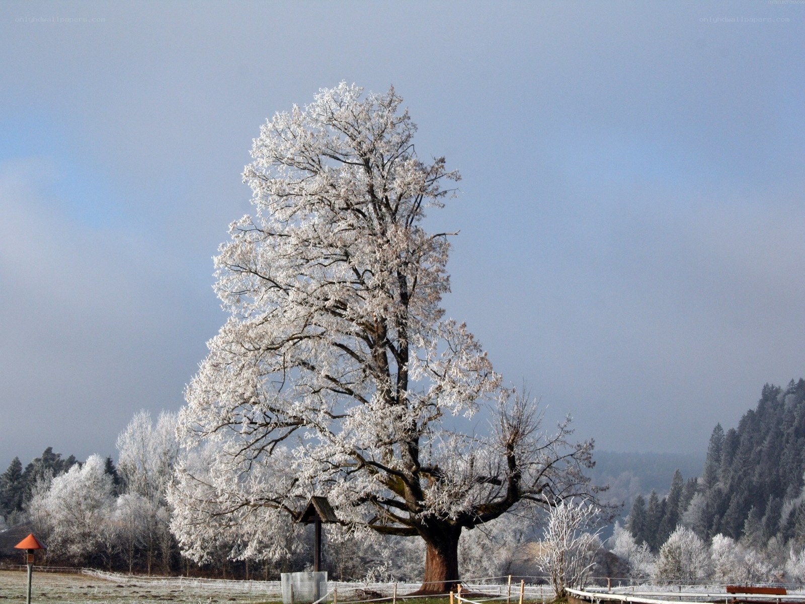 Frost-covered tree in winter