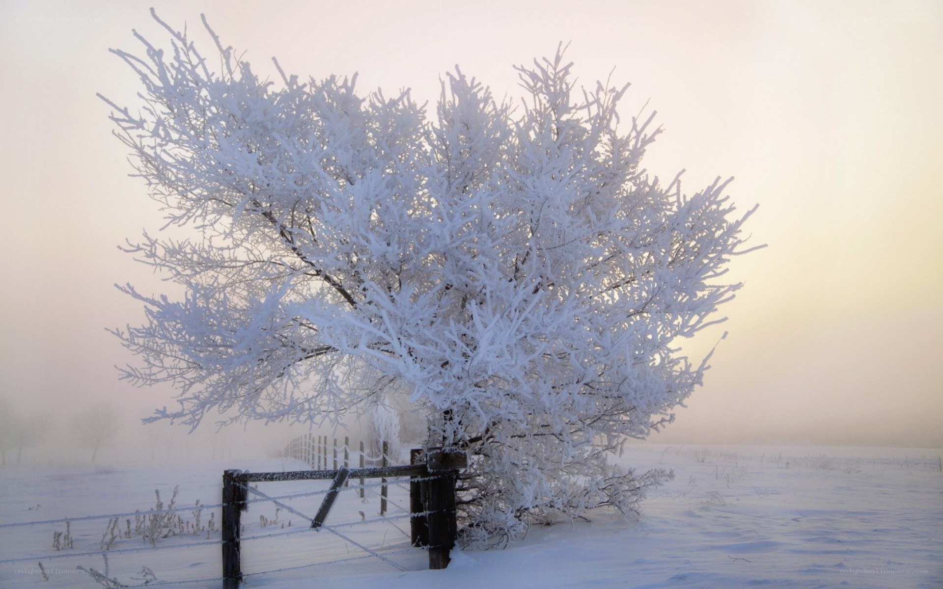frost-covered tree in winter