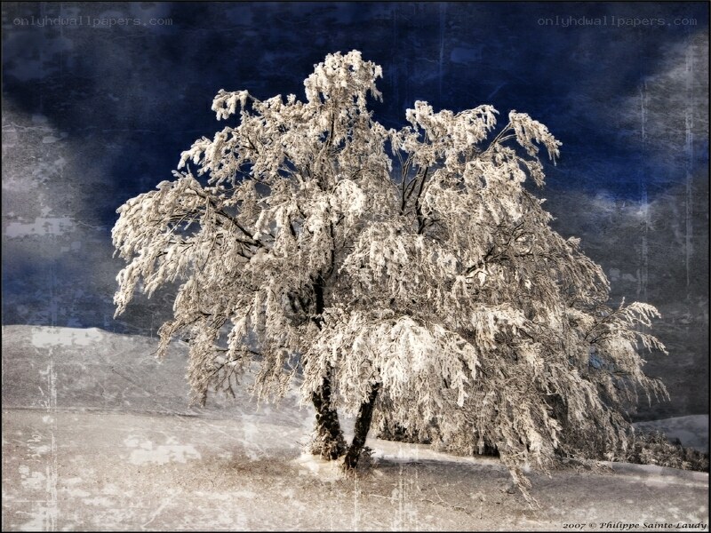 Frost-covered tree in winter