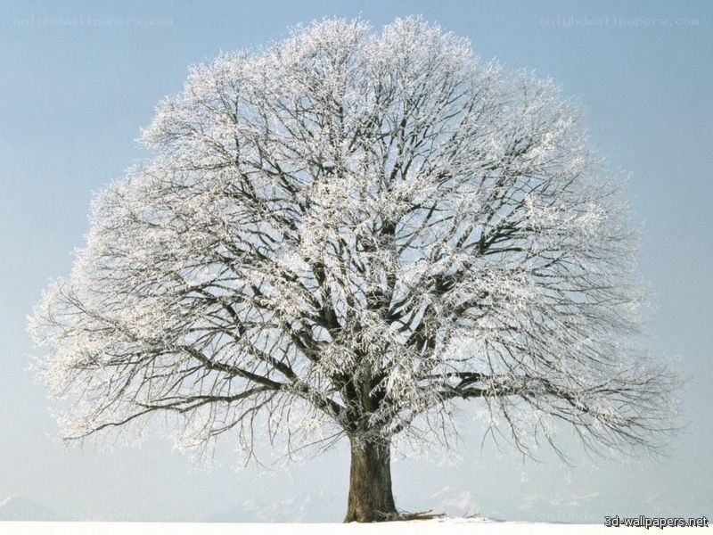 Frost-covered tree in winter