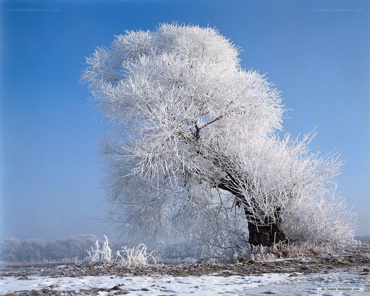 Frost-covered tree in winter
