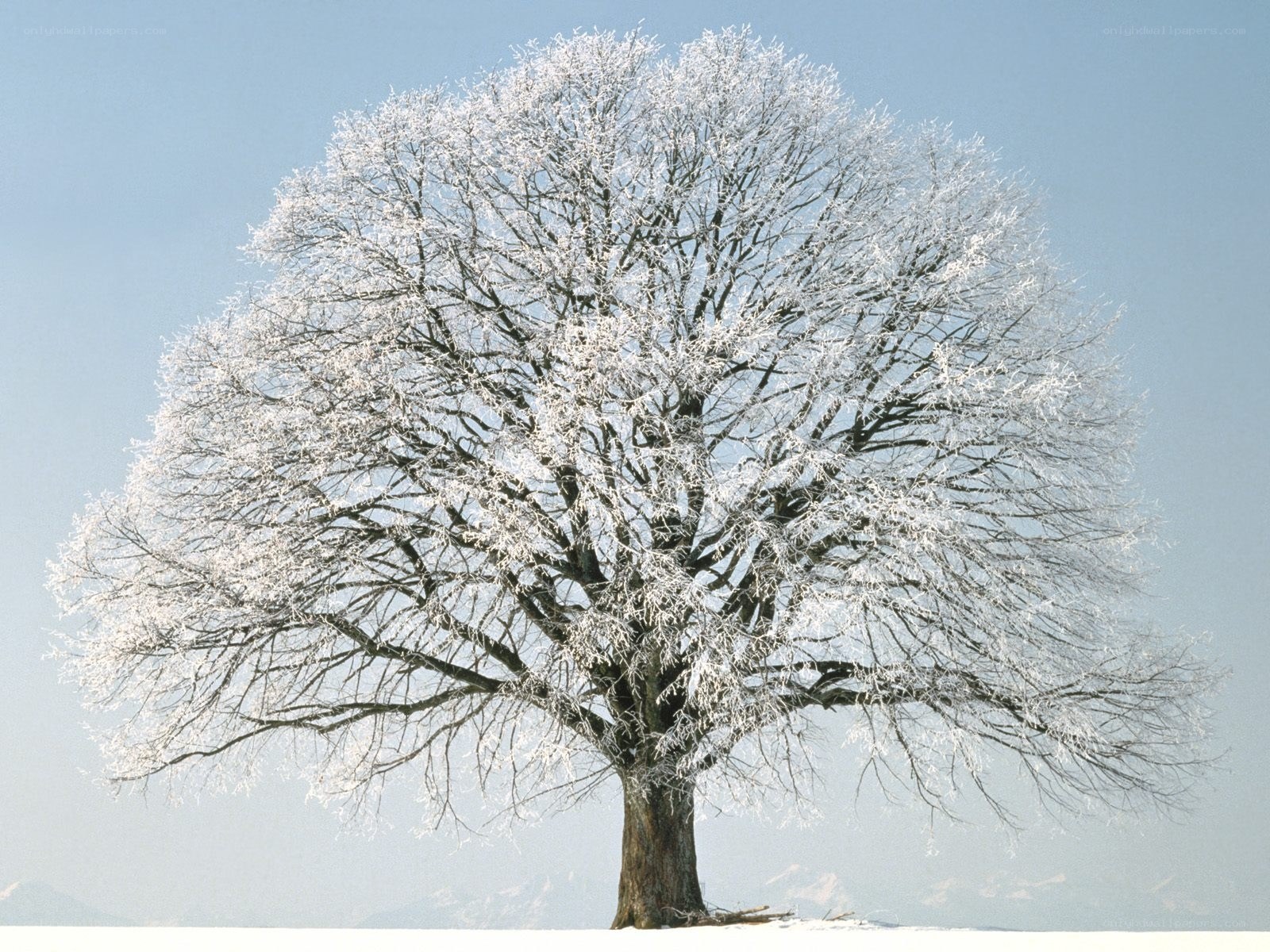 Frost-covered tree in winter