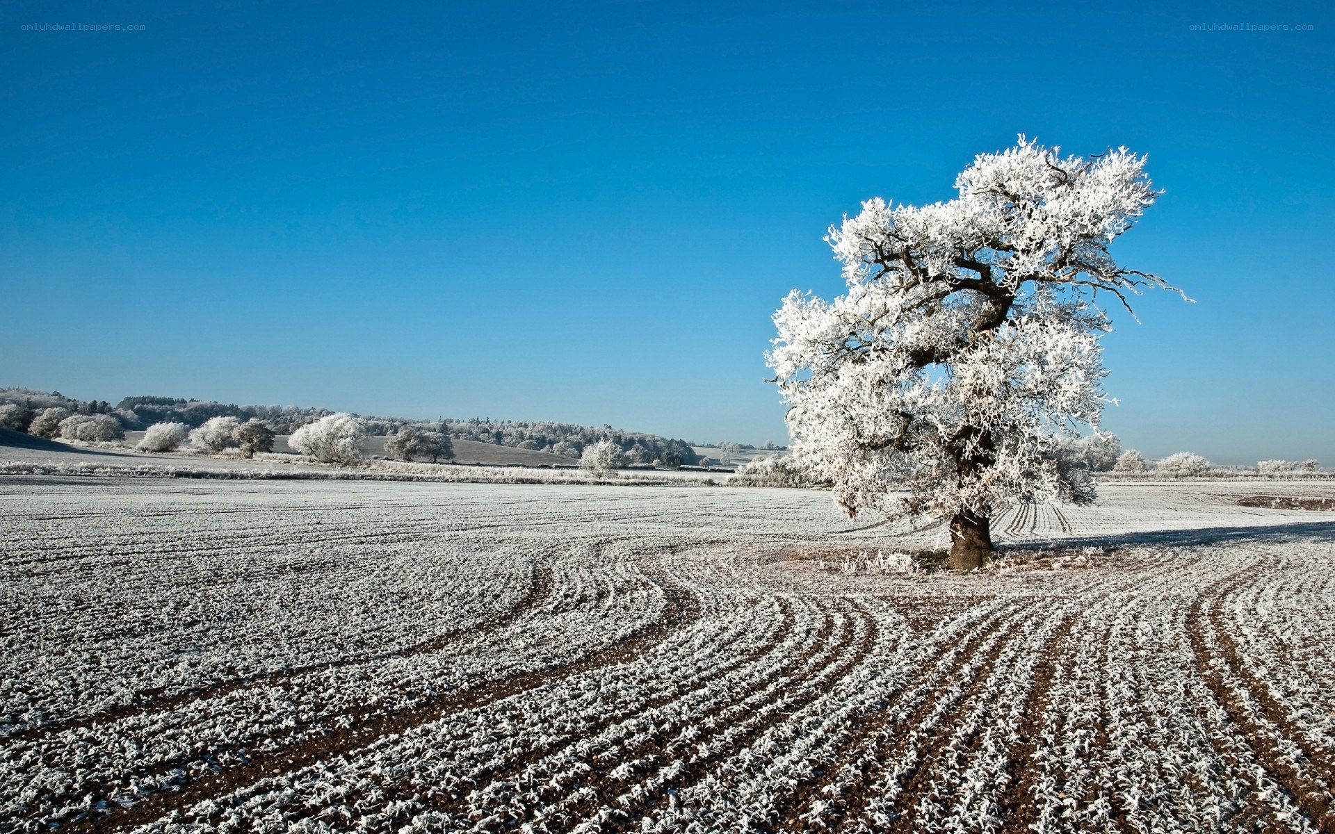 Frost-covered tree in winter field