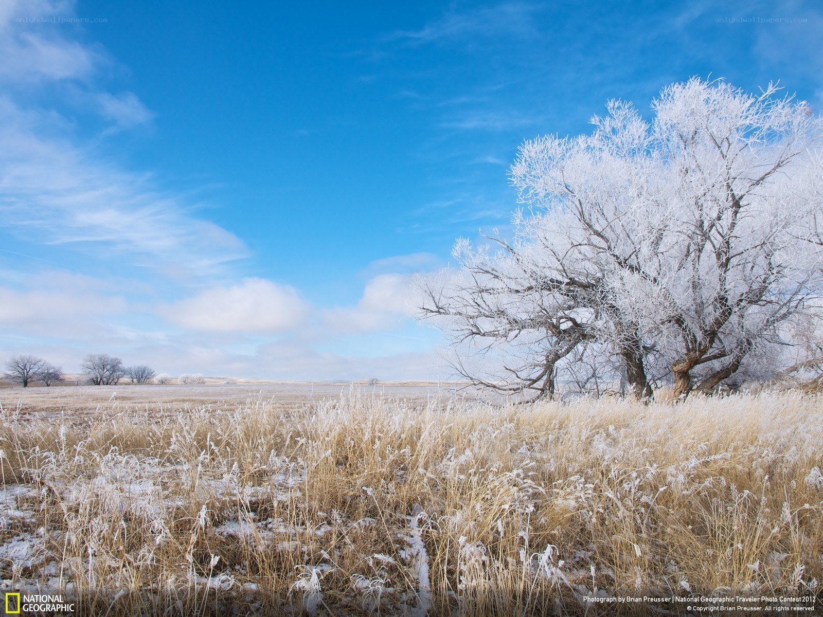 Frost-covered tree in winter field