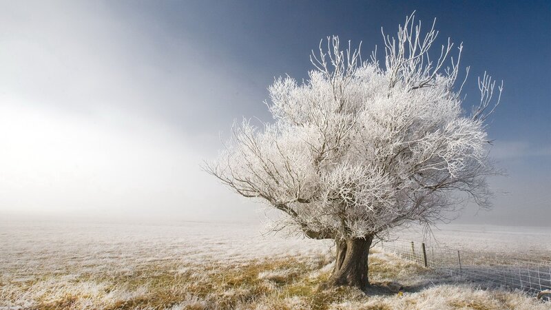 frost-covered tree in winter field