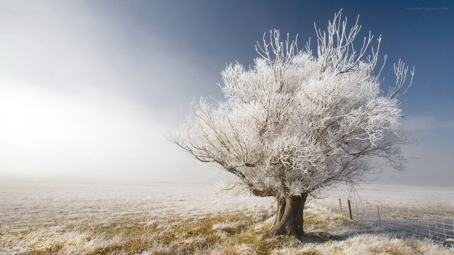 frost-covered tree in winter field