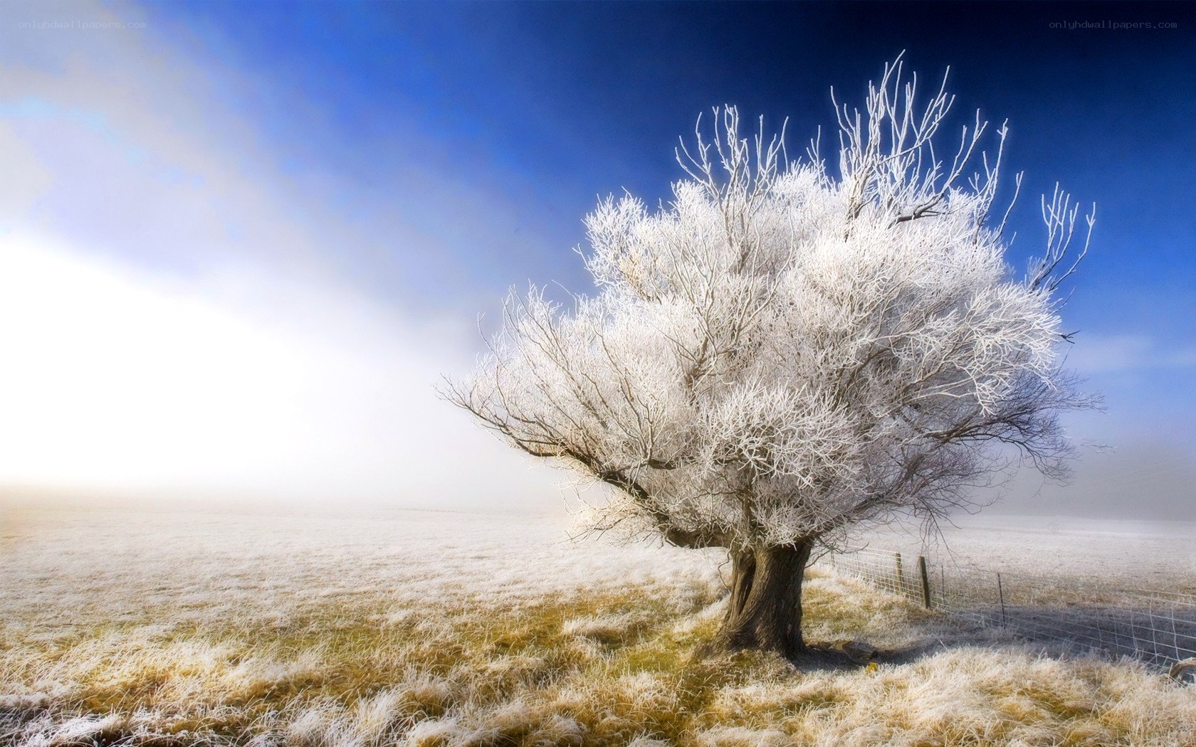 Frost-covered tree in winter field