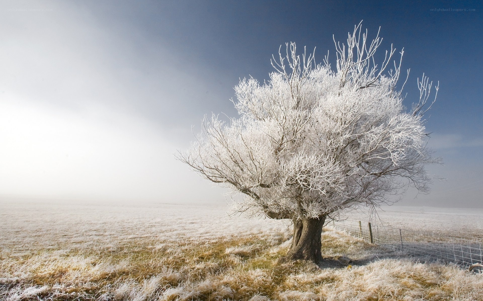 Frost-covered tree in winter field