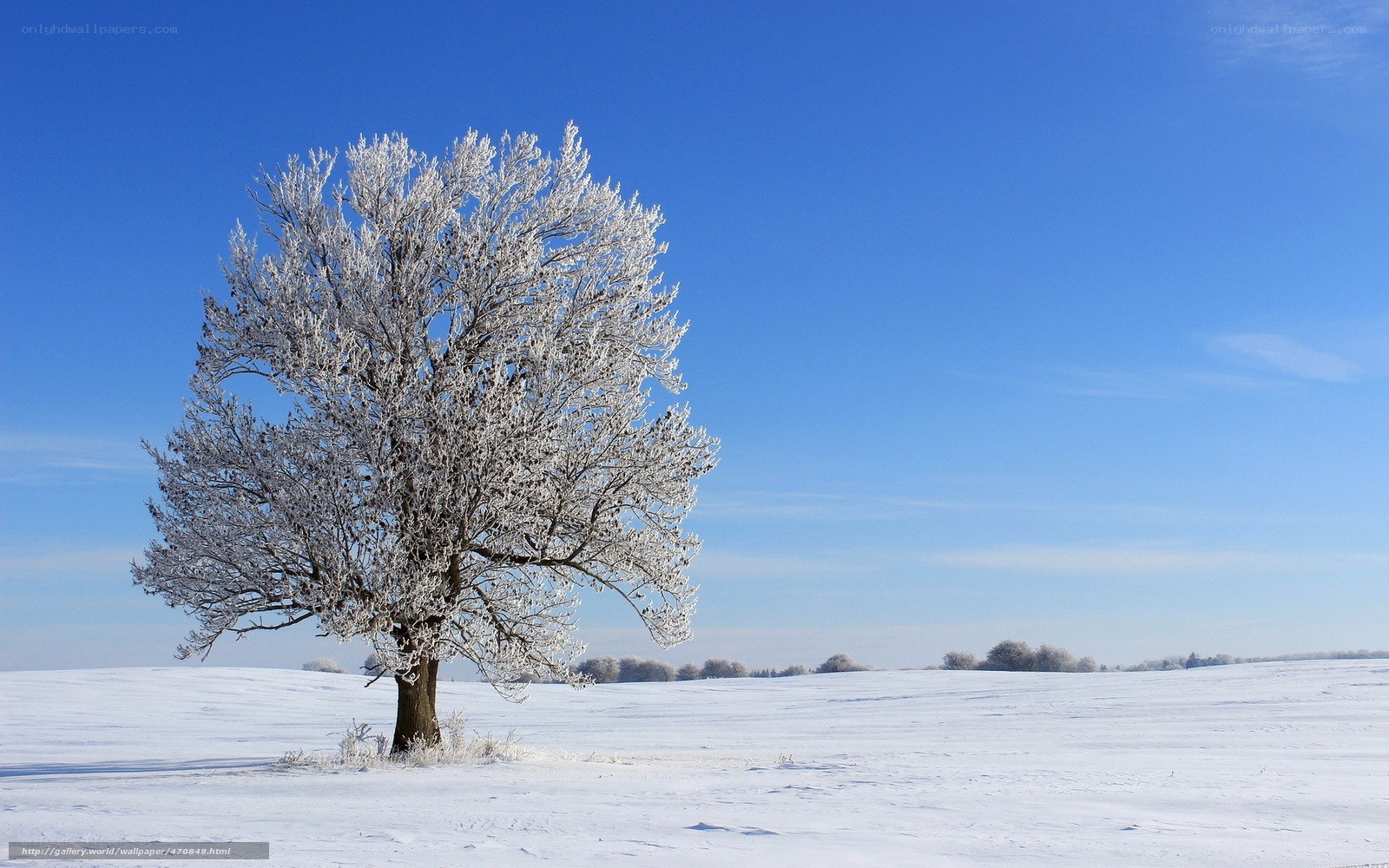 Frost-covered tree in winter field