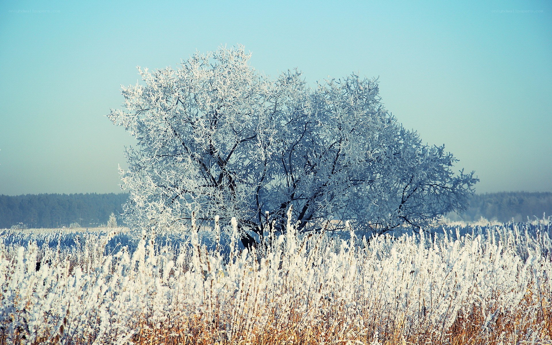 Frost-covered tree in winter field