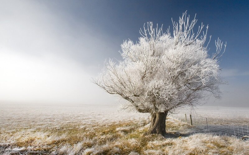 Frost-covered tree in winter field