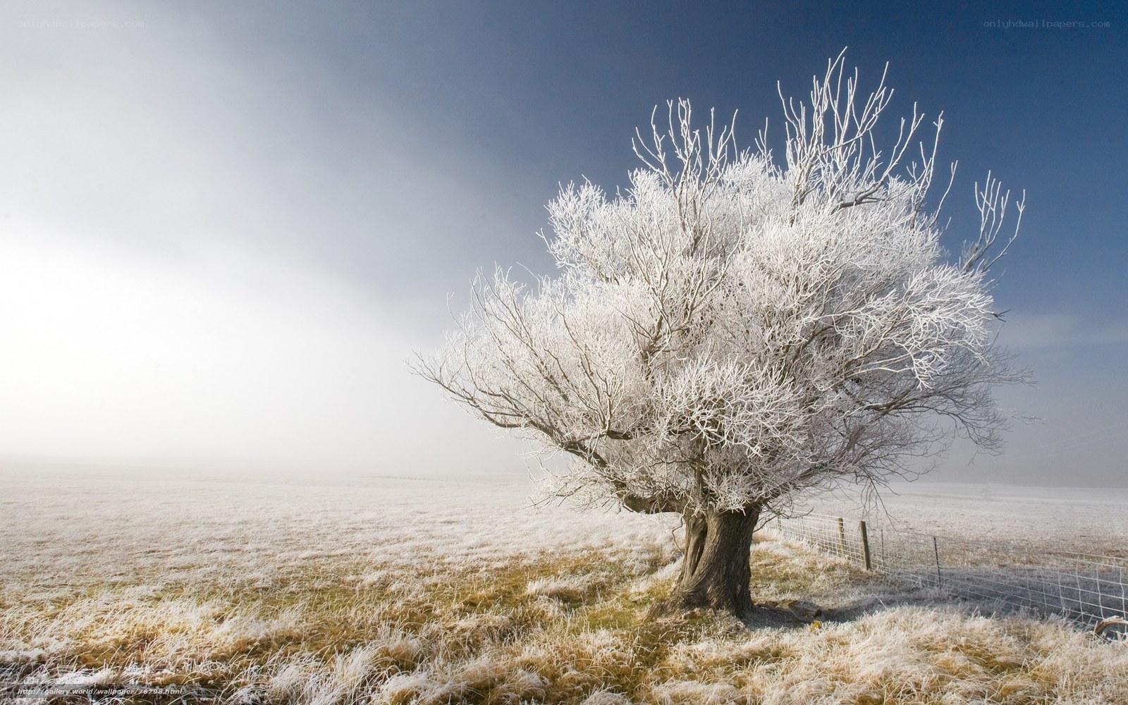 Frost-covered tree in winter field