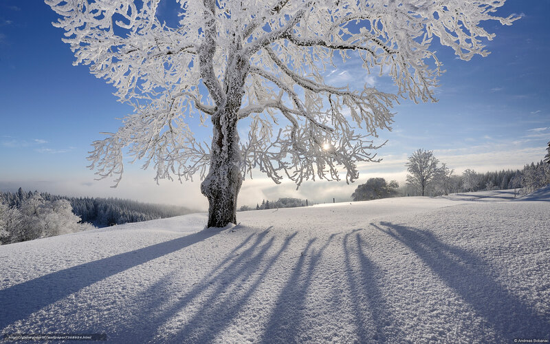 Frost-covered tree in winter landscape