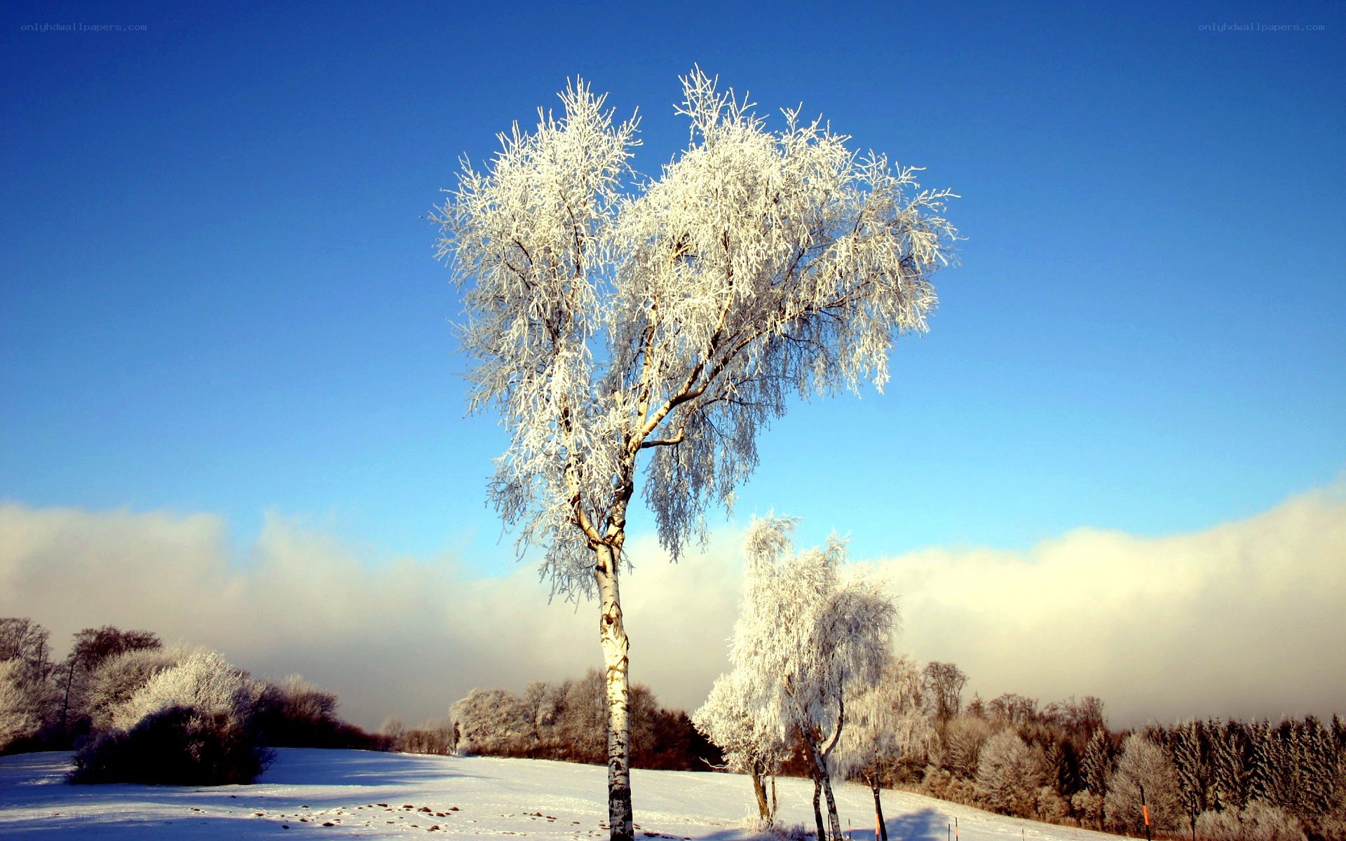 Frost-covered tree in winter landscape