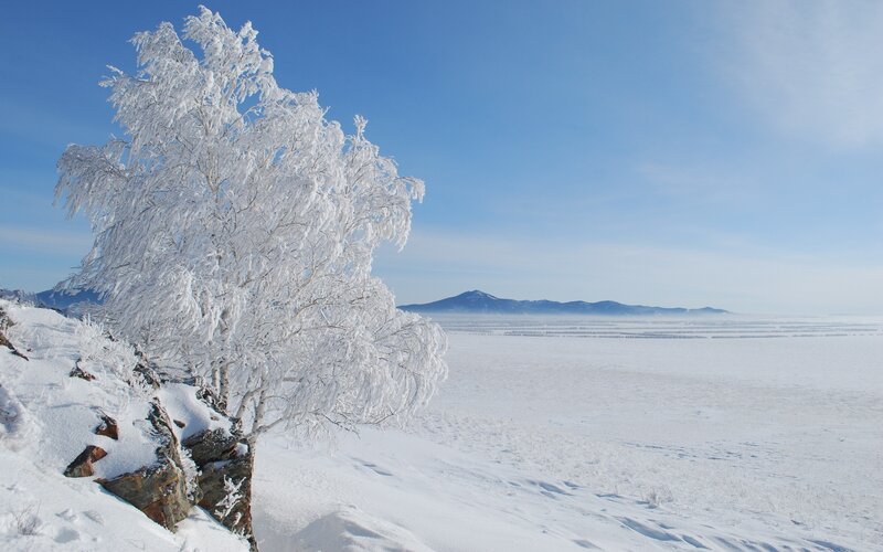 Frost-covered tree in winter landscape