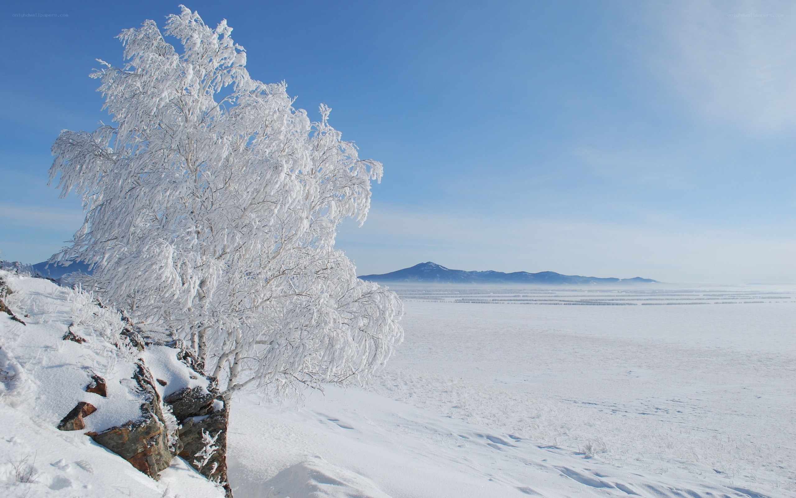 Frost-covered tree in winter landscape