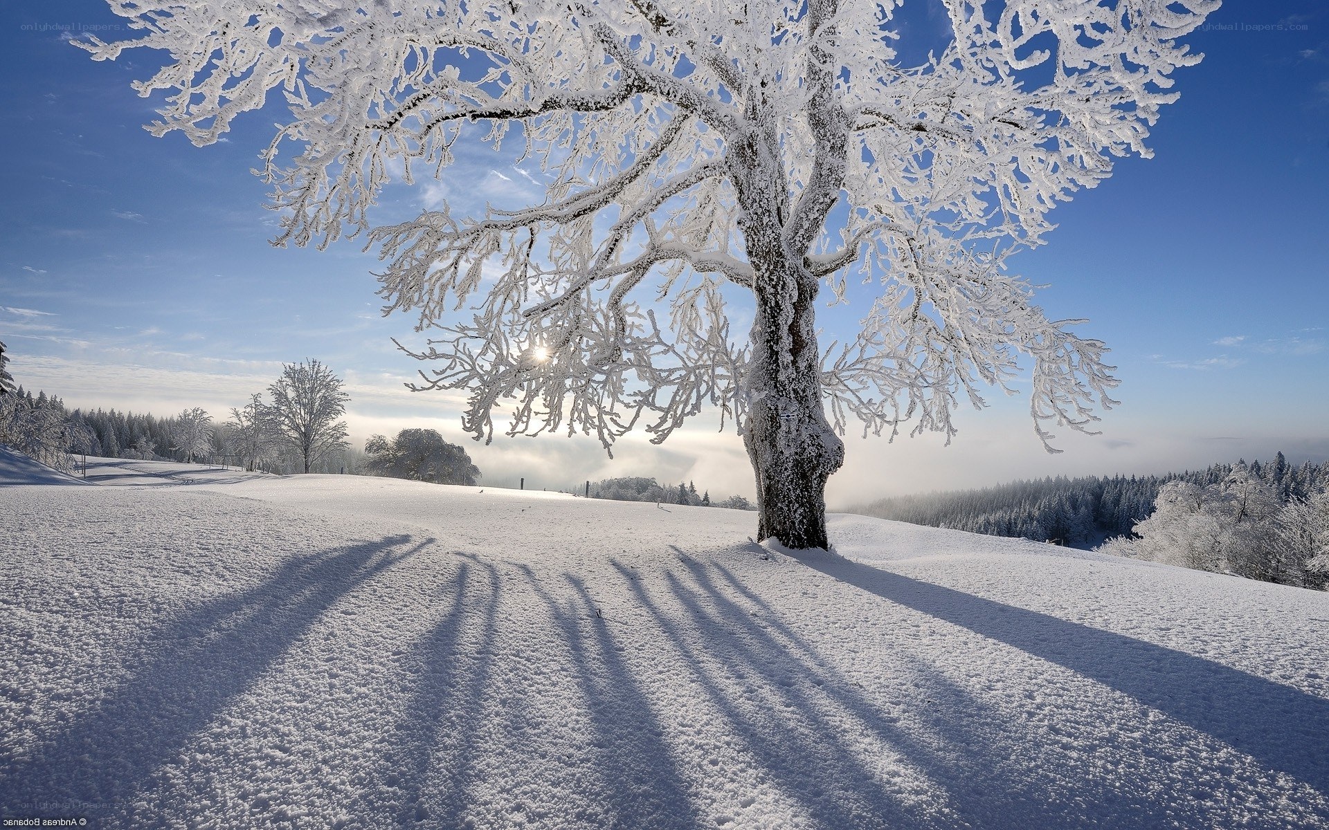 Frost-covered tree in winter landscape