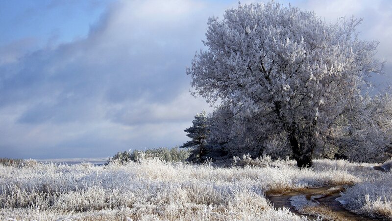Frost-covered tree in winter landscape
