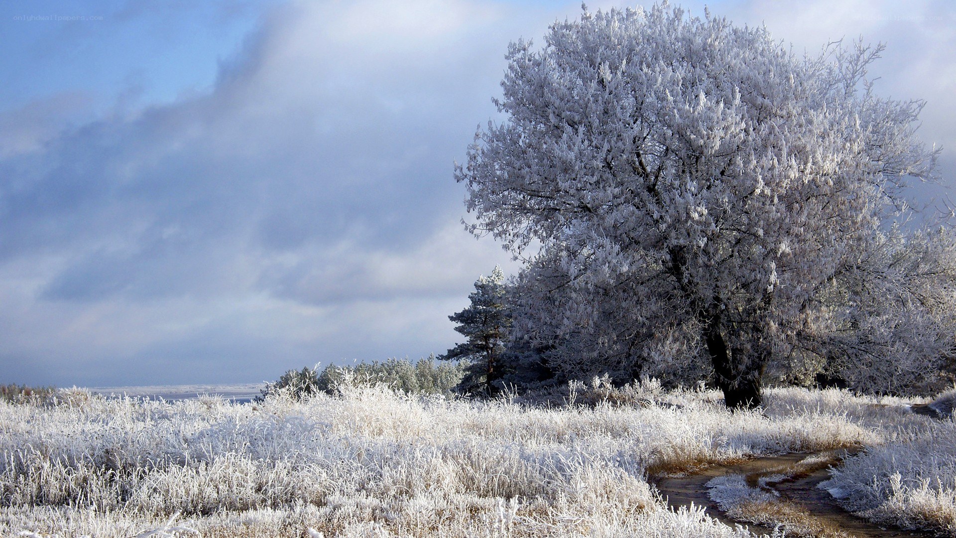 Frost-covered tree in winter landscape