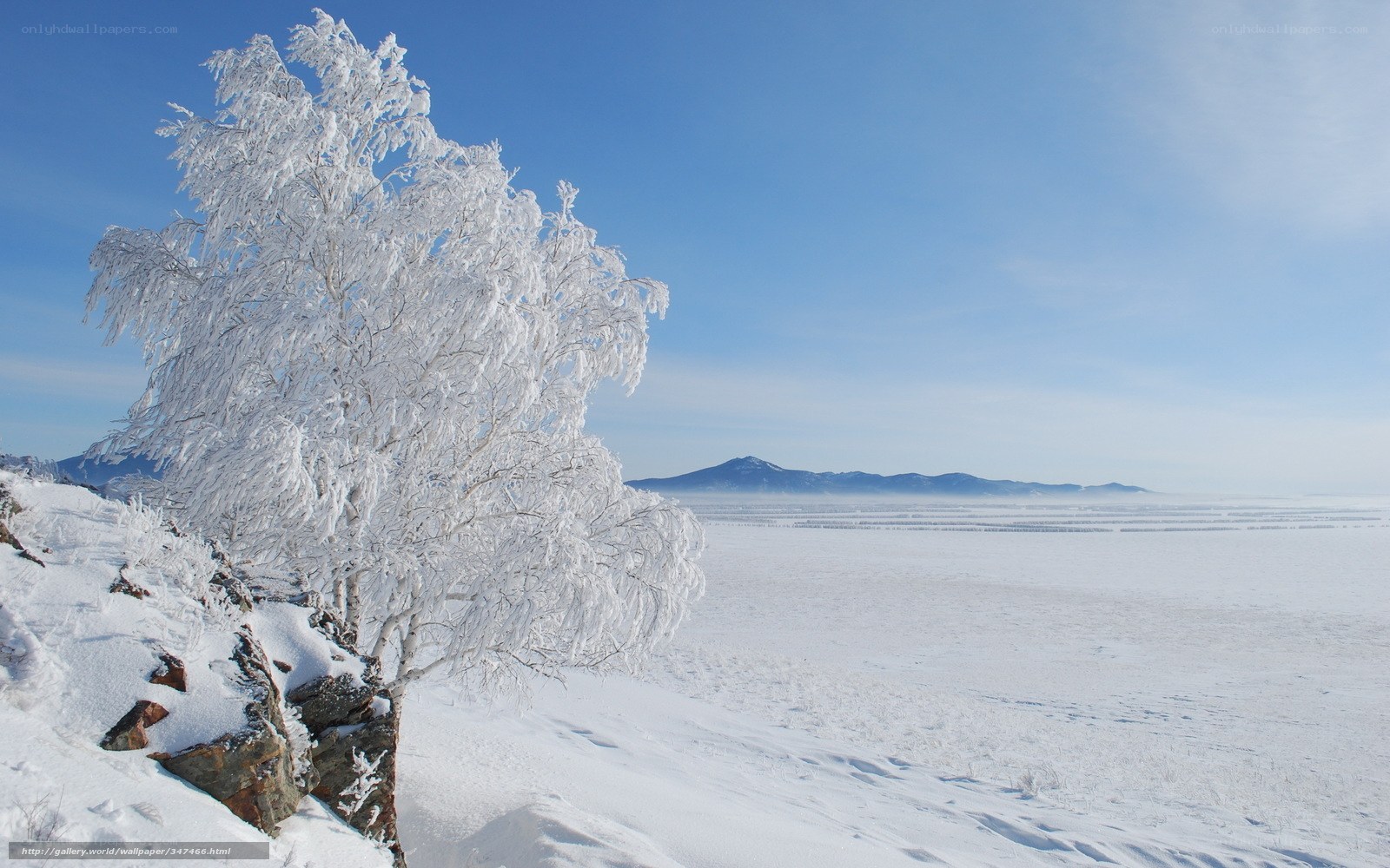 Frost-covered tree in winter landscape