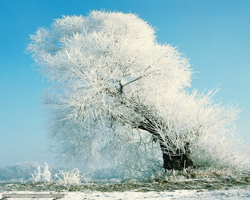 Frost-covered tree in winter