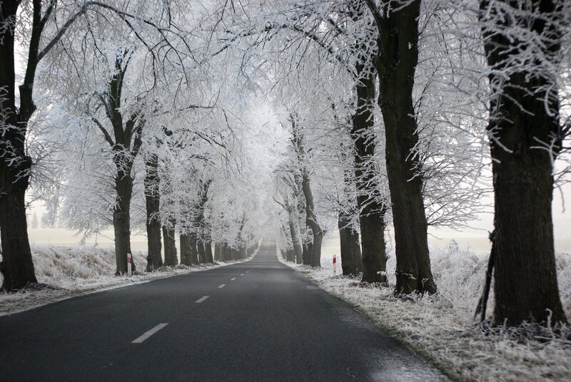 Frost-covered Tree-lined Road