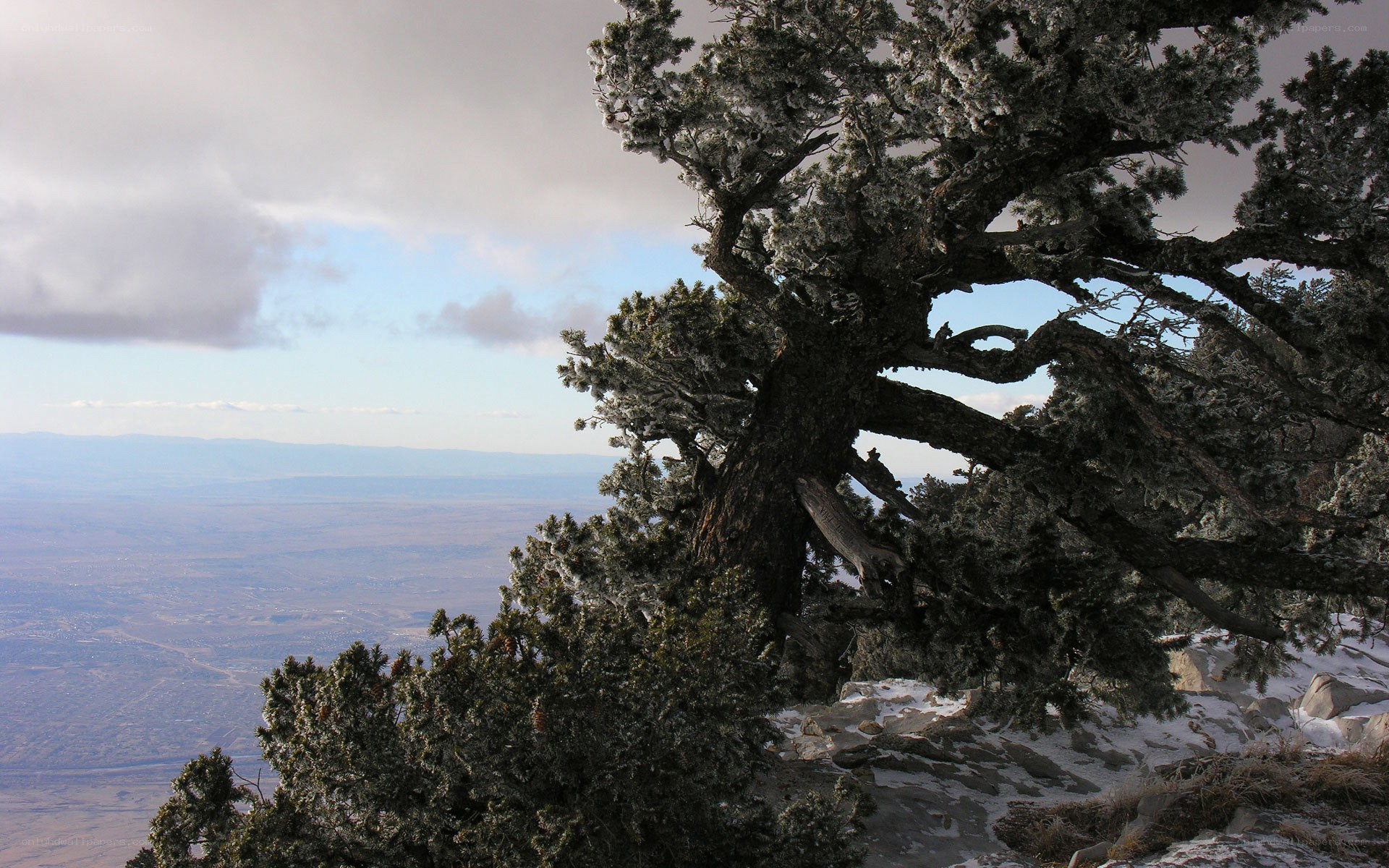 Frost-covered tree on a mountain
