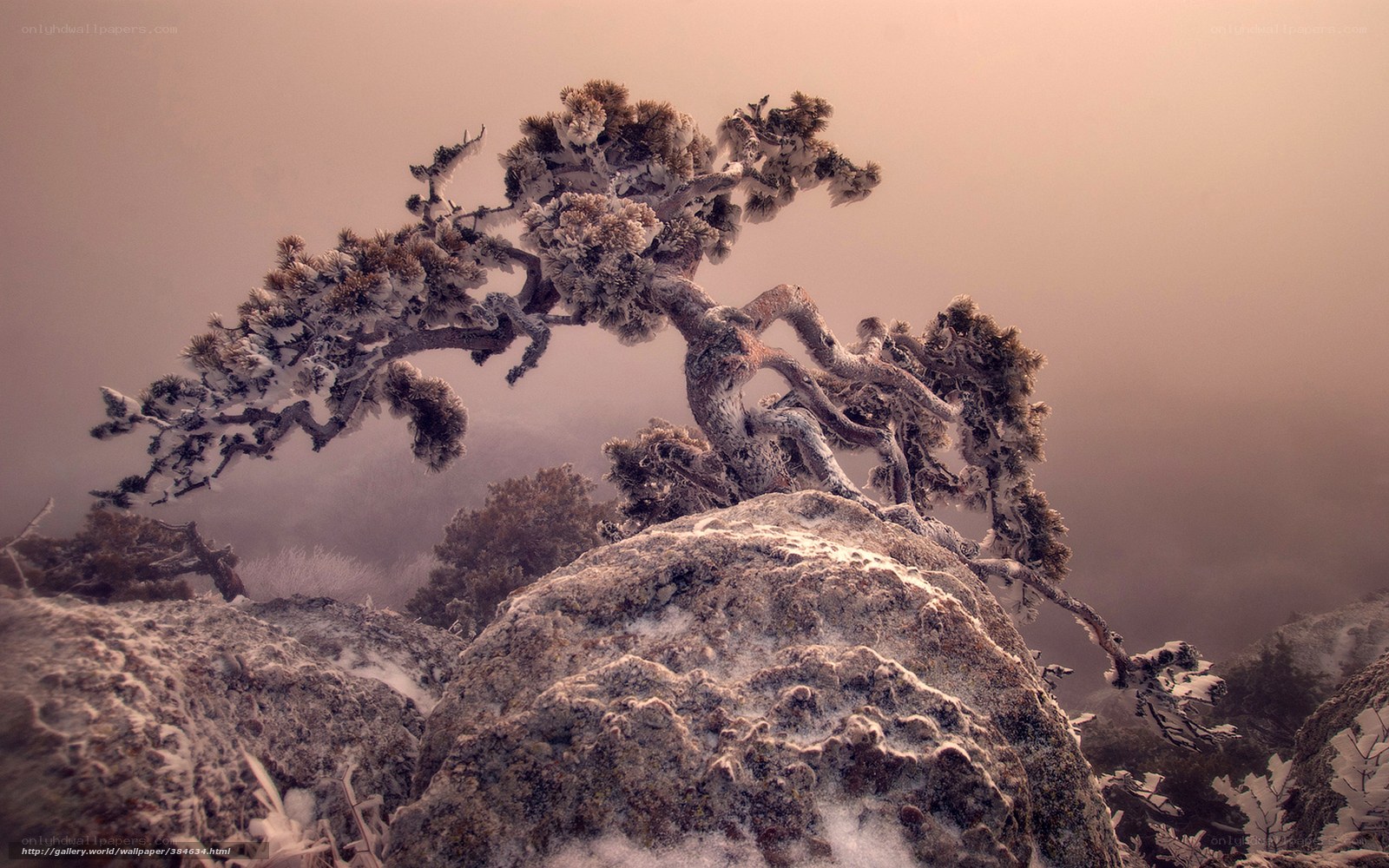 Frost-covered tree on a rocky peak