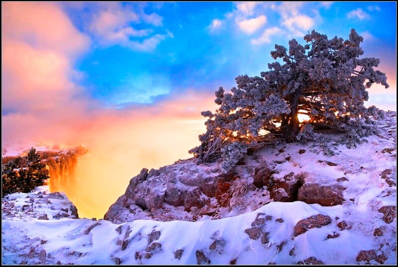 Frost-covered Tree on Cliff