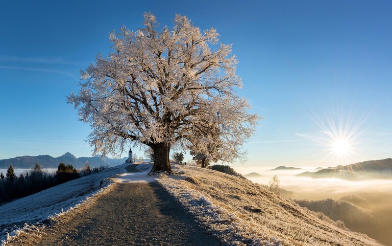 Frost-covered Tree on Hill — Blue