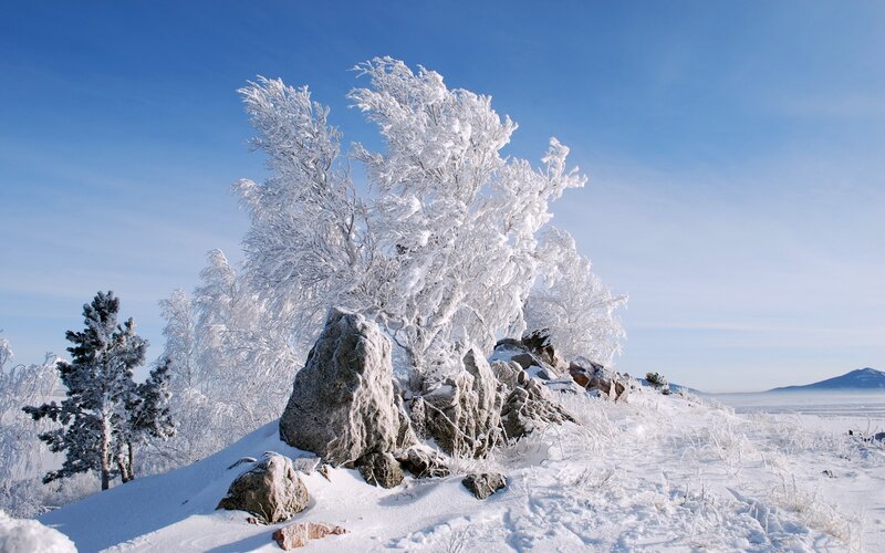 Frost-covered Tree on Hill