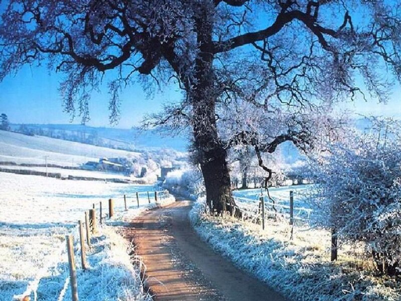 Frost-covered Tree on Path