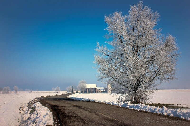Frost-covered Tree on Road