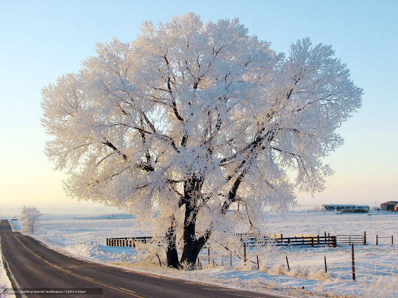 Frost-covered tree on winter road