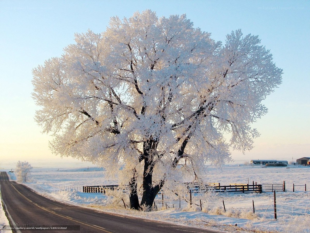 Frost-covered tree on winter road