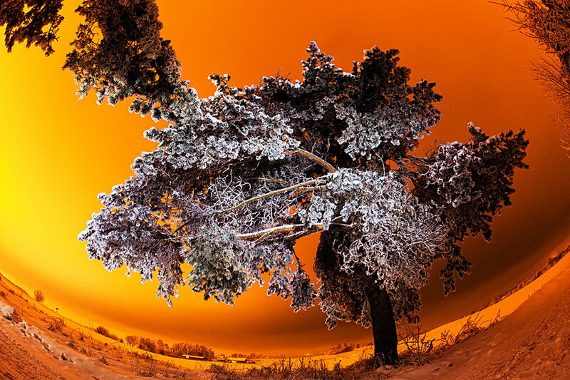 Frost-covered Tree — Orange, Dramatic