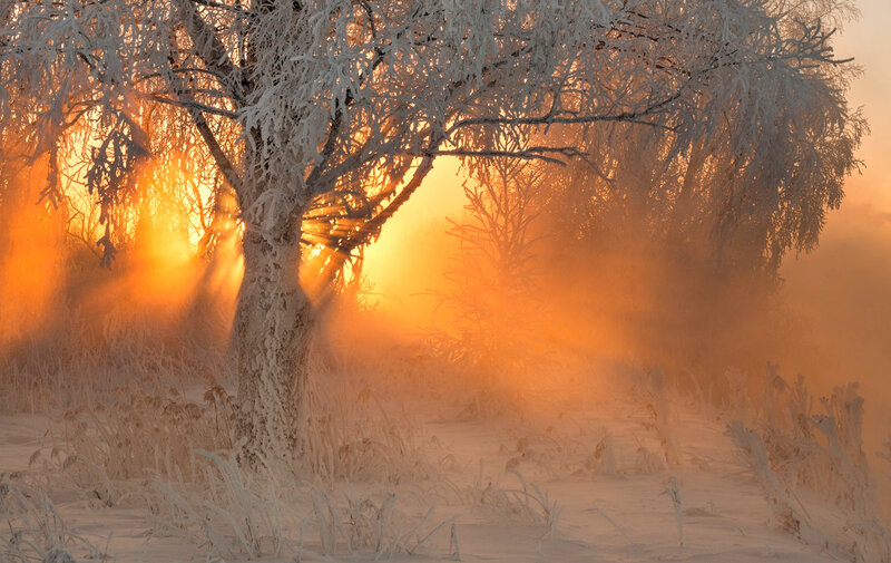 Frost-covered Tree — Orange