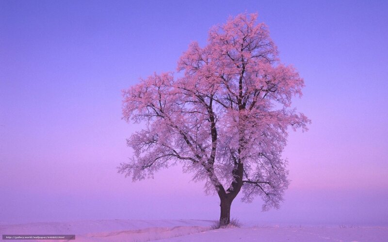 Frost-covered Tree — Purple, Serene