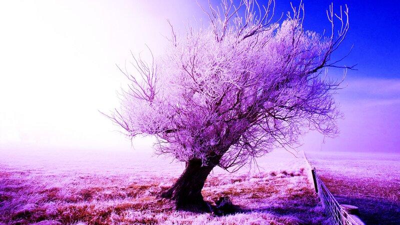 Frost-covered Tree — Purple