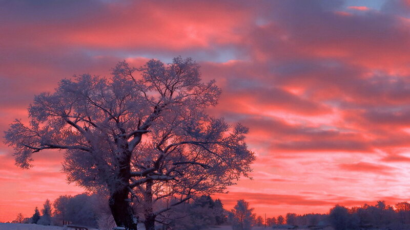 Frost-covered Tree — Red, Dramatic